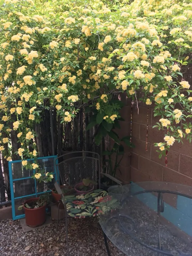 Mother Bosque Garden Rental Room